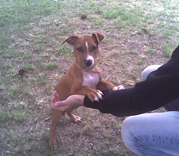 Amerikansk staffordshire terrier Nellie billede 9