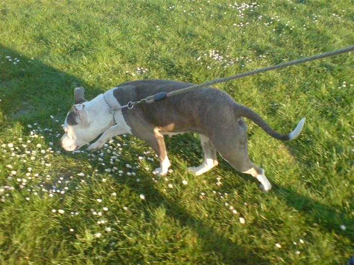 Amerikansk staffordshire terrier Laika billede 2