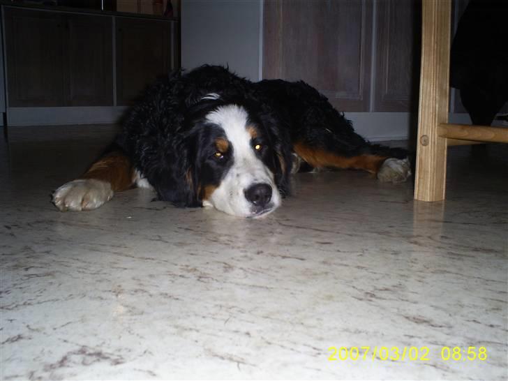 Berner sennenhund Balou billede 7