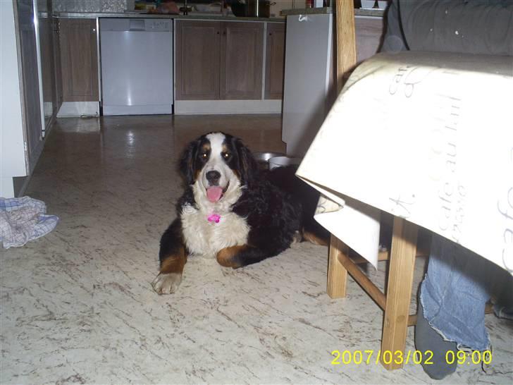 Berner sennenhund Balou billede 8