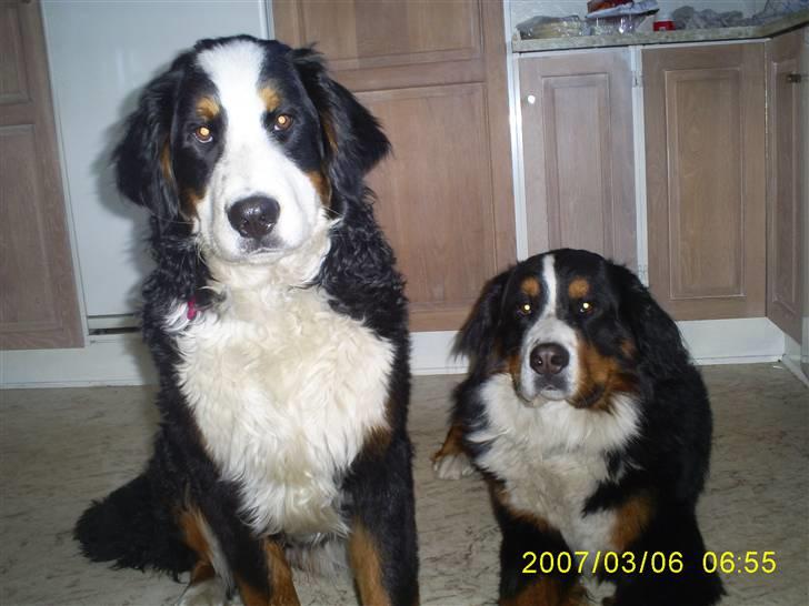 Berner sennenhund Balou billede 9