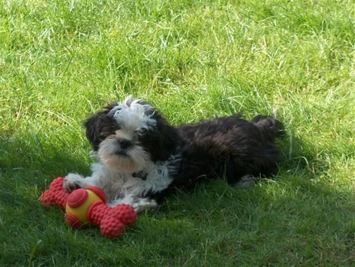 Shih tzu Gizmo - 12½ uge billede 1