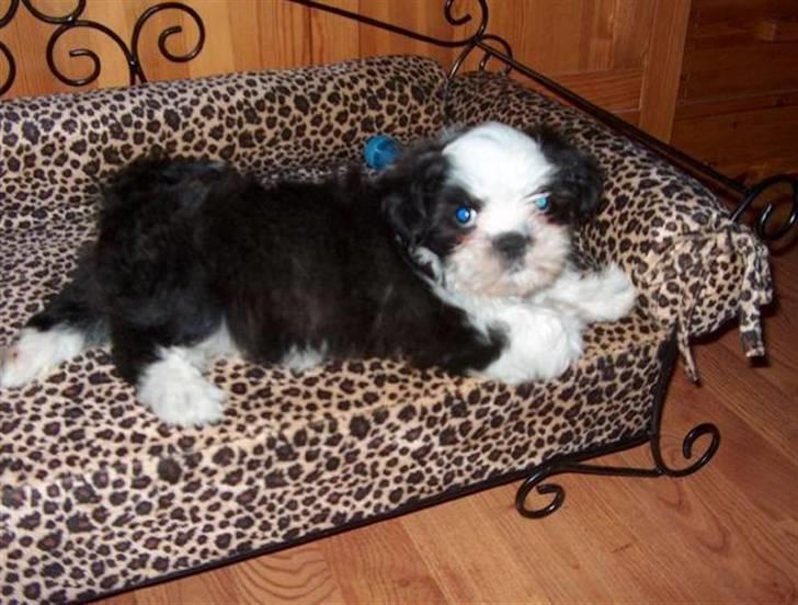 Shih tzu Gizmo - 8½ uge billede 3