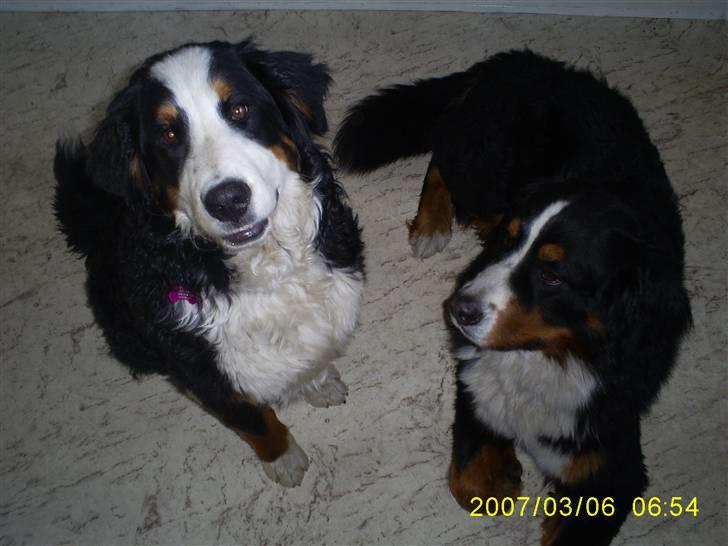 Berner sennenhund Balou billede 10