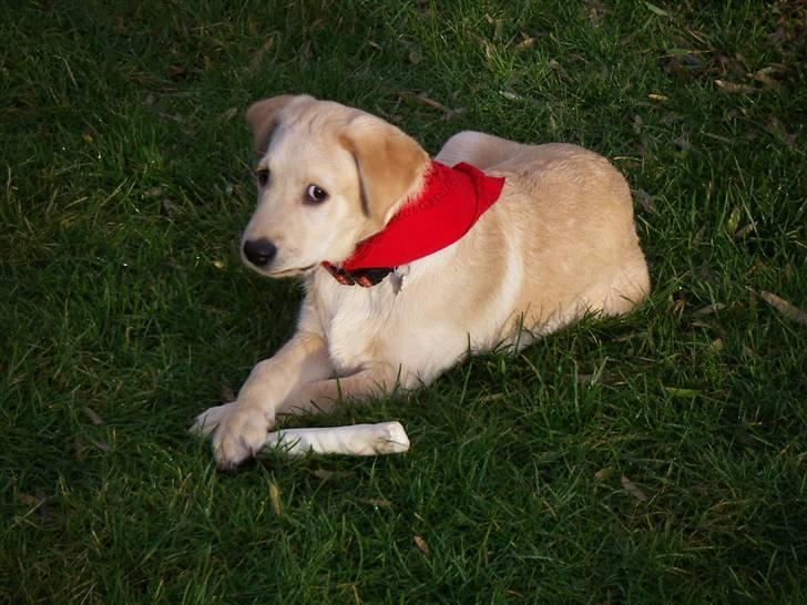 Labrador retriever Melvin Formelet billede 1