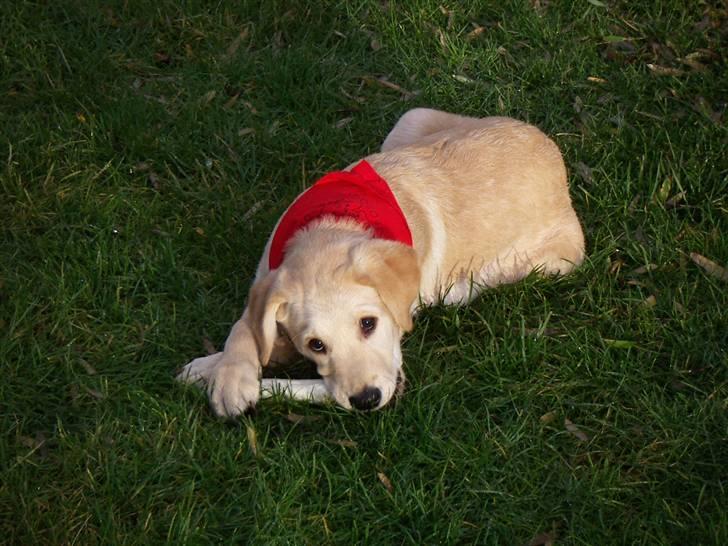 Labrador retriever Melvin Formelet billede 2