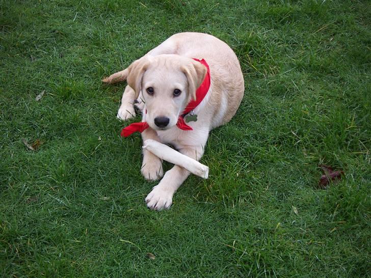 Labrador retriever Melvin Formelet billede 3