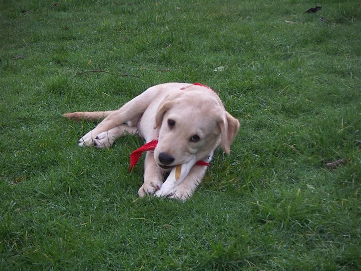 Labrador retriever Melvin Formelet billede 4