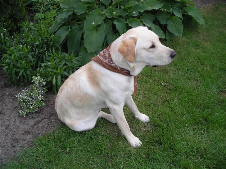 Labrador retriever Melvin Formelet billede 7