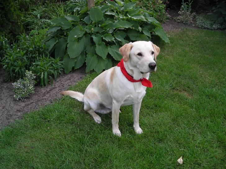 Labrador retriever Melvin Formelet billede 8