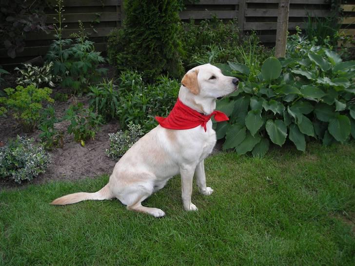 Labrador retriever Melvin Formelet billede 9