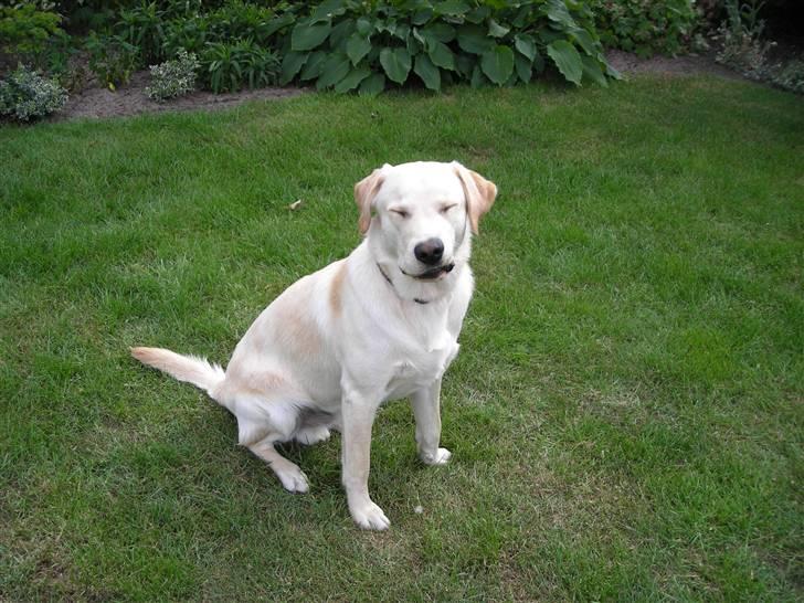 Labrador retriever Melvin Formelet billede 10