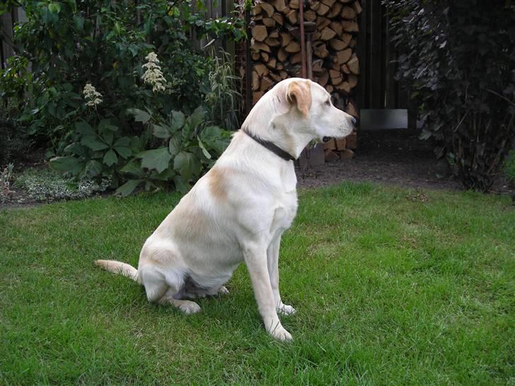 Labrador retriever Melvin Formelet billede 11