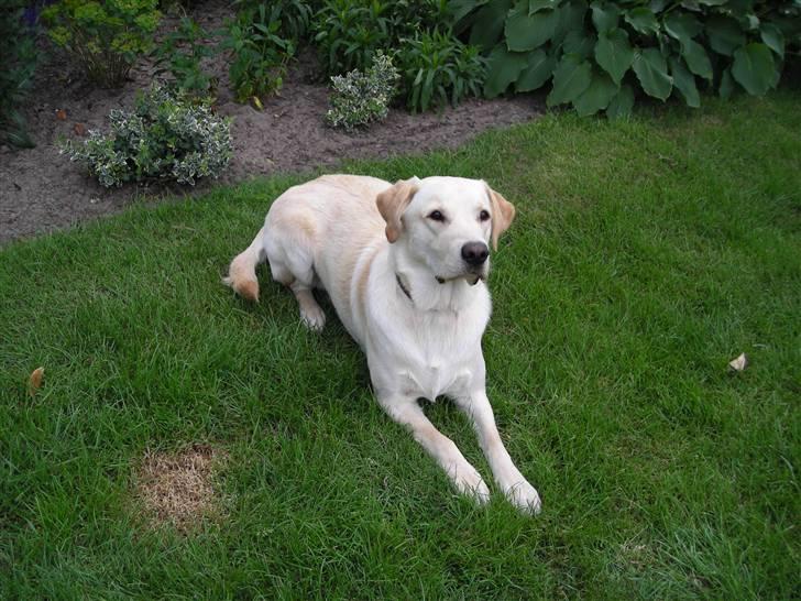 Labrador retriever Melvin Formelet billede 12
