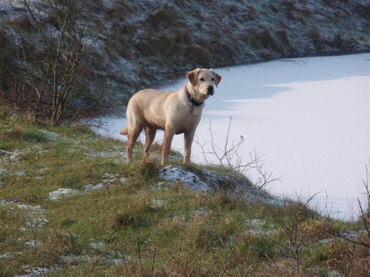 Labrador retriever Melvin Formelet billede 13