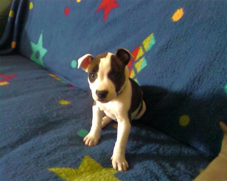 Amerikansk staffordshire terrier Luci billede 7