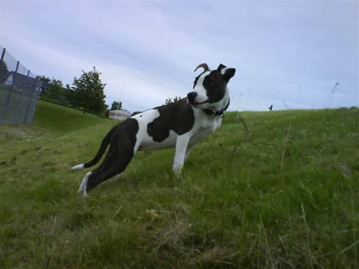 Amerikansk staffordshire terrier Luci billede 12