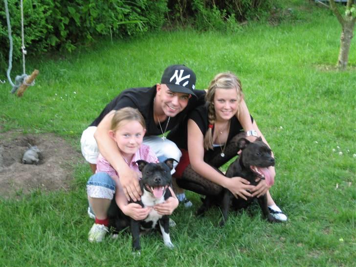 Staffordshire bull terrier *AYA* - Mig, Tiki, Far og mine to tanter  billede 13