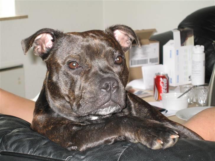Staffordshire bull terrier *AYA* - Hva nu far jeg sidder lige og slapper billede 14