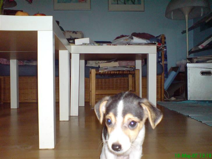 Dansk svensk gaardhund Luca Toni billede 4