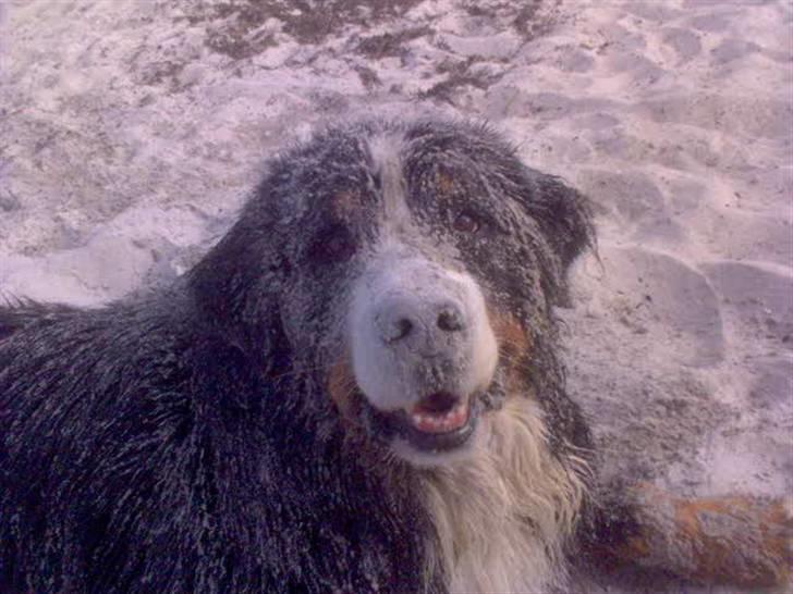 Berner sennenhund Yimbo    R.I.P. - Elsker at rulle mig i sandet, efter jeg har været en tur ude og bade på stranden "S" billede 14