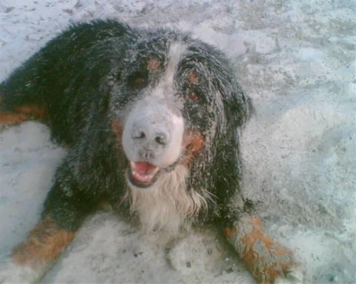 Berner sennenhund Yimbo    R.I.P. billede 15