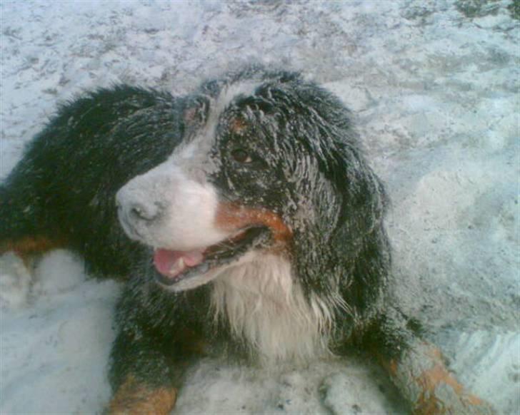 Berner sennenhund Yimbo    R.I.P. billede 16