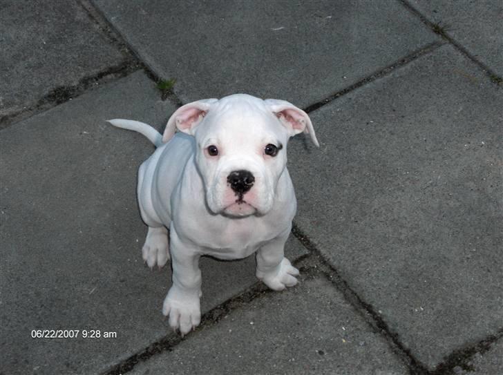 Amerikansk bulldog Basse - Er jeg ikke fin;o) billede 1