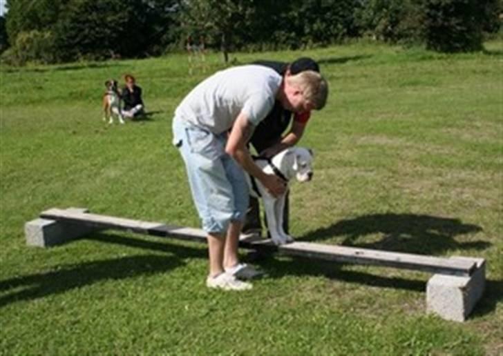 Amerikansk bulldog Basse - Er jeg ikke bar dygtig:o) Jeg kan finde ud af, at gå på line!! (Sidste gang til hvalpetræning) billede 2