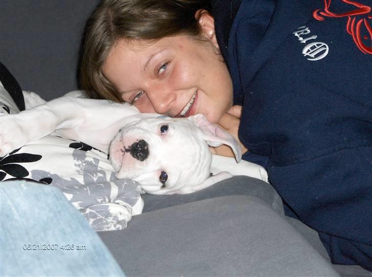 Amerikansk bulldog Basse - Du gør mig næsten helt bange mor!! billede 3