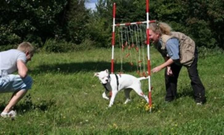 Amerikansk bulldog Basse - Ihh hvor det dufter dejligt det pølsegardin.. Hvorfor skal man også komme når der bliver kaldt?! :o(  (sidste gang til hvalpetræning) billede 4