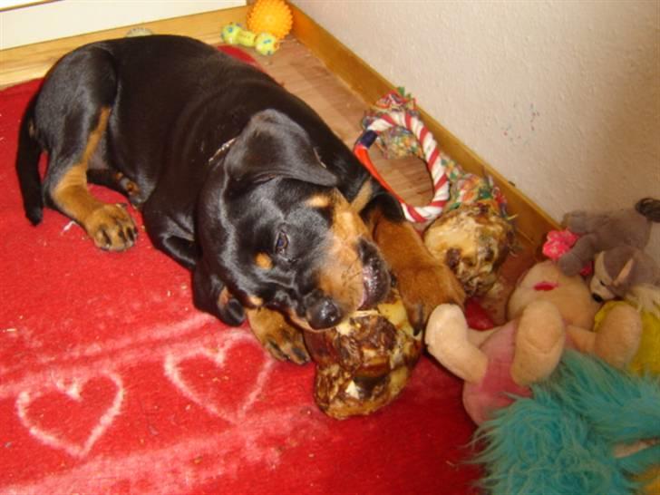 Amerikansk bulldog Basse - Det er Laika, min smukke kæreste!! Der bliver tygget godt og grundigt:) billede 5