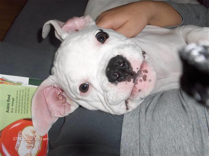 Amerikansk bulldog Basse - sagde du noget..?? billede 6