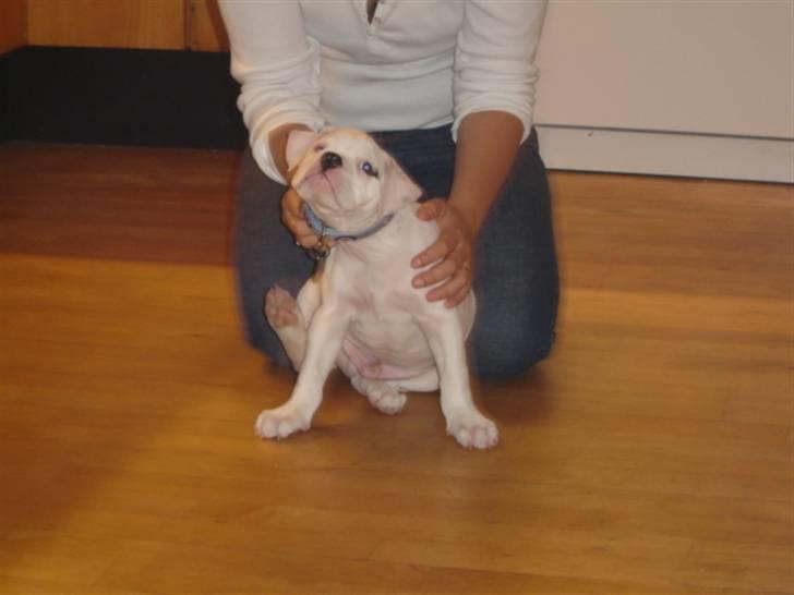 Amerikansk bulldog Basse - Ihh moaar, det dumme halsbånd, det kløøørr!! billede 7