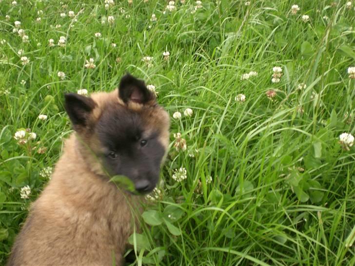 Belgisk hyrdehund Benisakura  billede 13