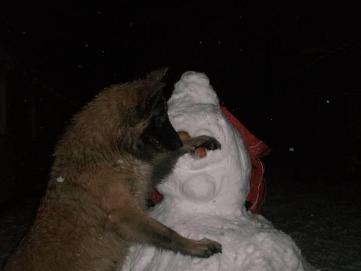 Belgisk hyrdehund Benisakura  - Total yndlings snemand.... billede 15