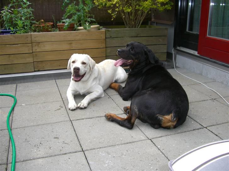 Labrador retriever Gustav - Gustav og Chiko! billede 4