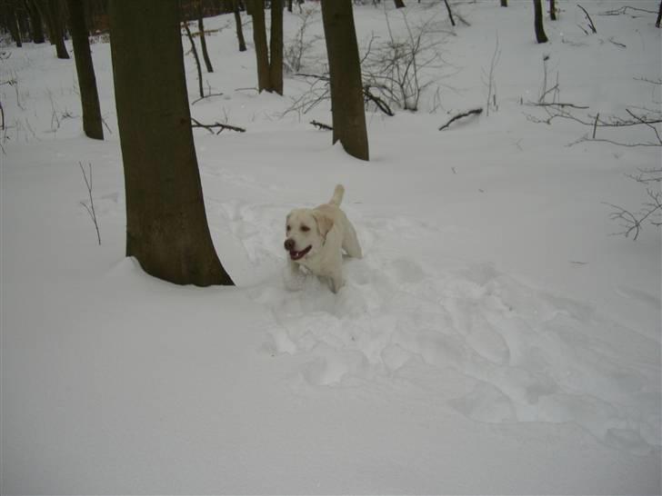 Labrador retriever Gustav billede 5