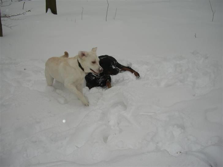 Labrador retriever Gustav billede 6