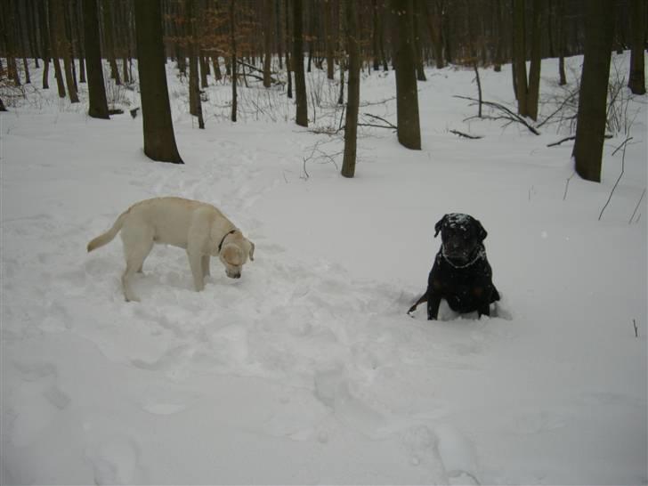 Labrador retriever Gustav billede 7