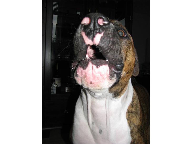 {{currentPhoto.altText}} billede {{currentPhoto.number}}