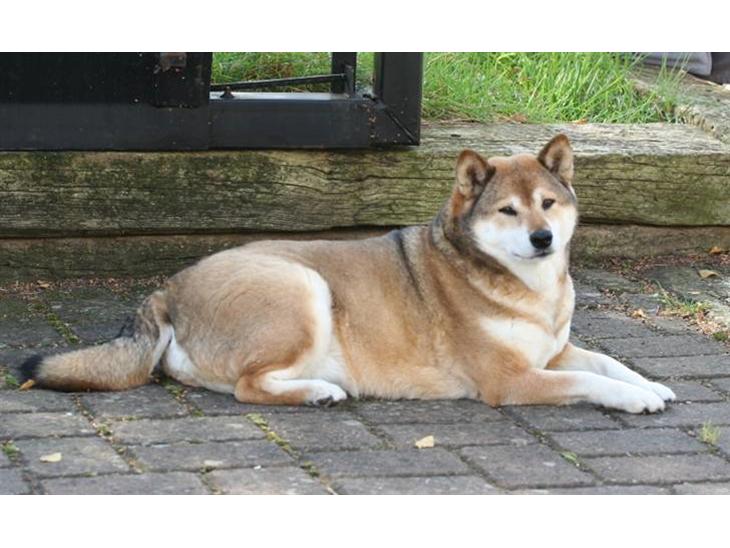 {{currentPhoto.altText}} billede {{currentPhoto.number}}