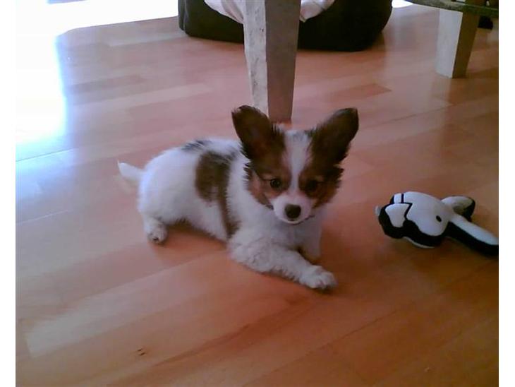 {{currentPhoto.altText}} billede {{currentPhoto.number}}