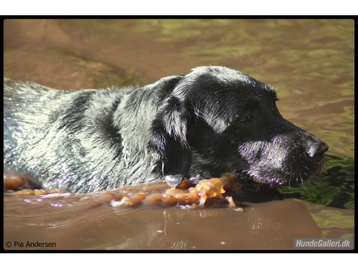 Labrador retriever Effi  R.I.P - min vidunderlige hund effi billede 1