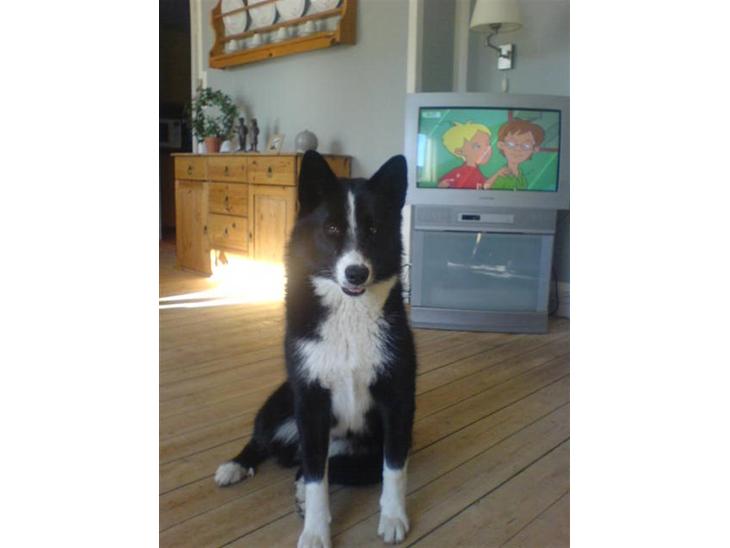 Karelsk bjørnehund Bianca Sonne  - <3 billede 1