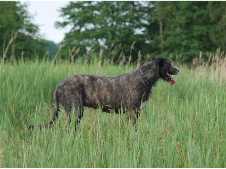 {{currentPhoto.altText}} billede {{currentPhoto.number}}