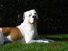 Amerikansk bulldog Kato