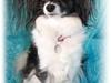Papillon Molly