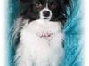 Papillon Ditte