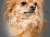 Chihuahua Birkedals Bitten